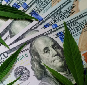 Green cannabis leaves resting on hundred dollar bills illustrating product pricing